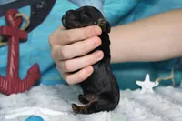 Toffee , a male Cocker Spaniel and Poodle - Toy  for sale in Trenton, MO – 7 of 7