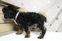 Toffee , a male Cockapoo for sale in Trenton, MO – 7 of 9