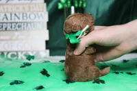 Andy , a male Poodle - Toy  for sale in Trenton, MO – Photo 6 of 7