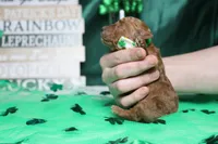 Andy , a male Poodle - Toy  for sale in Trenton, MO – Photo 7 of 7