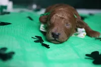 Andy , a male Poodle - Toy  for sale in Trenton, MO – Photo 1 of 7