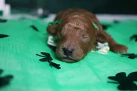 Andy , a male Poodle - Toy  for sale in Trenton, MO – Photo 2 of 7