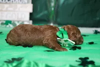 Andy , a male Poodle - Toy  for sale in Trenton, MO – Photo 5 of 7