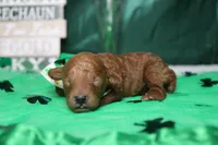 Andy , a male Poodle - Toy  for sale in Trenton, MO – Photo 4 of 7