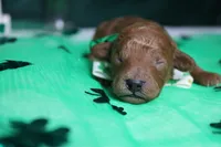 Andy , a male Poodle - Toy  for sale in Trenton, MO – Photo 3 of 7