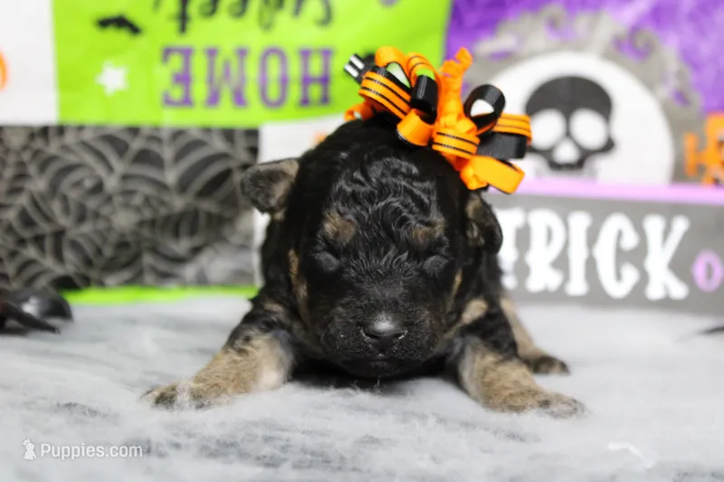 Adeline  – Poodle - Toy  puppy for sale in Trenton, MO
