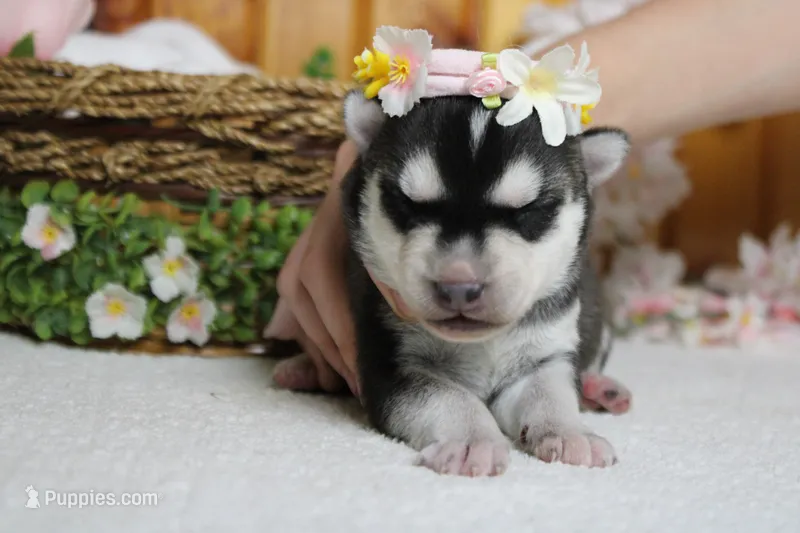 Freya  – Siberian Husky puppy for sale in Trenton, MO