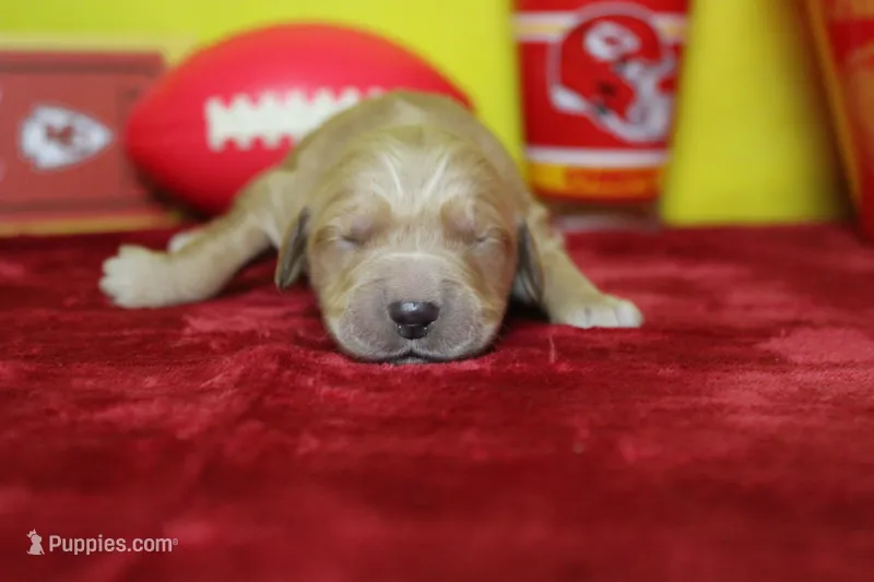 Coconut , a male Golden Retriever for sale in Trenton, MO – 1 of 7