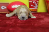 Coconut , a male Golden Retriever for sale in Trenton, MO – 1 of 7