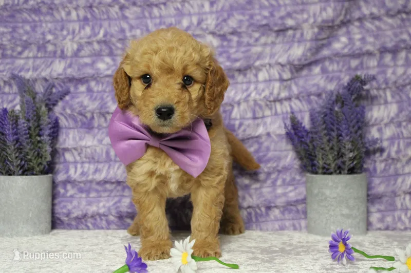 Alfredo  – Miniature Goldendoodle puppy for sale in Trenton, MO