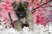 Braeburn, a male Akita for sale in Trenton, MO – 4 of 9