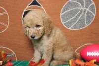 Meatball , a male Goldendoodle for sale in Trenton, MO – 9 of 10