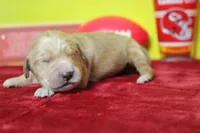 Coconut , a male Golden Retriever for sale in Trenton, MO – 2 of 7