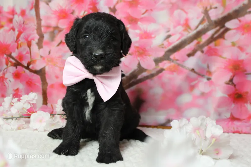 Onyx  – Bernedoodle puppy for sale in Trenton, MO