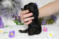 Hazel , a female Poodle - Toy  for sale in Trenton, MO – 8 of 8