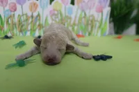 Willie , a male Poodle - Toy  and Havapoo for sale in Trenton, MO – Photo 2 of 6