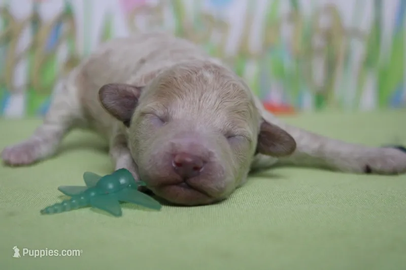 Willie  – Poodle - Toy , Havapoo puppy for sale in Trenton, MO