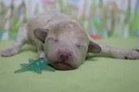 Willie , a male Poodle - Toy  and Havapoo for sale in Trenton, MO – Photo 1 of 6