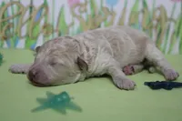 Willie , a male Poodle - Toy  and Havapoo for sale in Trenton, MO – Photo 5 of 6