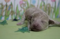 Willie , a male Poodle - Toy  and Havapoo for sale in Trenton, MO – Photo 3 of 6