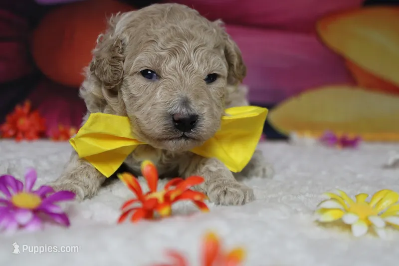 Willie  – Poodle - Toy , Havapoo puppy for sale in Trenton, MO