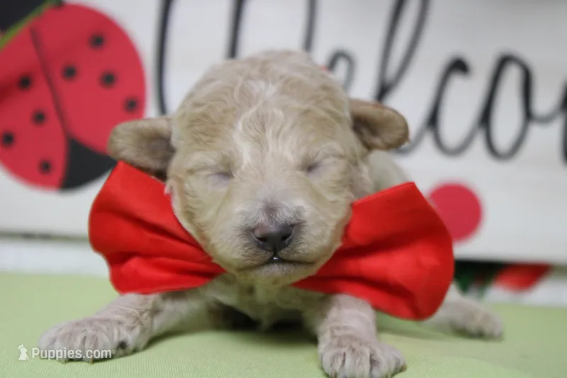 Willie  – Poodle - Toy , Havapoo puppy for sale in Trenton, MO