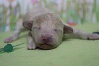 Willie , a male Poodle - Toy  and Havapoo for sale in Trenton, MO – Photo 4 of 6
