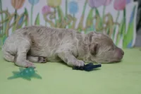 Willie , a male Poodle - Toy  and Havapoo for sale in Trenton, MO – Photo 6 of 6