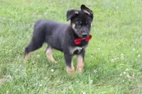 Pine , a male Siberian Husky and Miniature Aussiedoodle for sale in Trenton, MO – 6 of 10