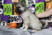 Conner, a male Keeshond for sale in Trenton, MO – 7 of 9