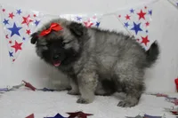 Elsa , a female Keeshond for sale in Trenton, MO – 6 of 8