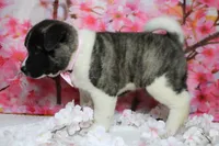 Jonathon , a male Akita for sale in Trenton, MO – 6 of 9