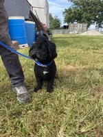 Maverick, a male Poodle - Toy  and Miniature Bernedoodle for sale in Trenton, MO – 5 of 5