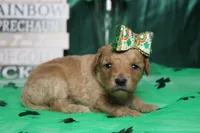 Yello, a female Miniature Goldendoodle for sale in Trenton, MO – Photo 7 of 9