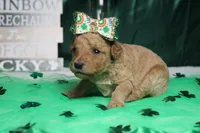 Yello, a female Miniature Goldendoodle for sale in Trenton, MO – Photo 5 of 9