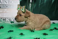 Yello, a female Miniature Goldendoodle for sale in Trenton, MO – Photo 4 of 9