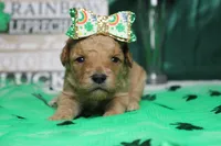 Yello, a female Miniature Goldendoodle for sale in Trenton, MO – Photo 1 of 9