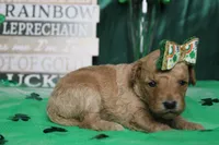 Yello, a female Miniature Goldendoodle for sale in Trenton, MO – Photo 6 of 9