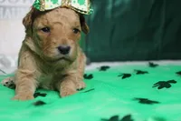 Yello, a female Miniature Goldendoodle for sale in Trenton, MO – Photo 3 of 9