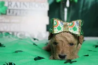 Yello, a female Miniature Goldendoodle for sale in Trenton, MO – Photo 2 of 9