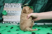 Yello, a female Miniature Goldendoodle for sale in Trenton, MO – Photo 8 of 9