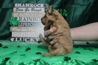 Yello, a female Miniature Goldendoodle for sale in Trenton, MO – Photo 9 of 9