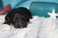 Toffee , a male Cocker Spaniel and Poodle - Toy  for sale in Trenton, MO – 3 of 7