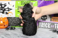 Marco , a male Poodle - Toy  for sale in Trenton, MO – 8 of 9