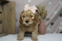 Katie, a female Cockapoo for sale in Trenton, MO – 2 of 7