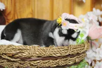 Freya , a female Siberian Husky for sale in Trenton, MO – 6 of 10