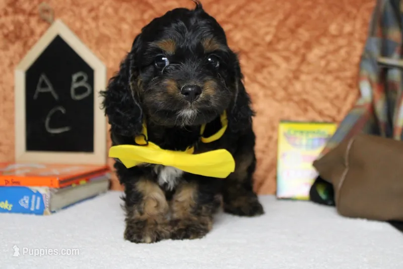 Ripple  – Cockapoo puppy for sale in Trenton, MO