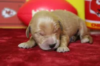 Lemon , a male Golden Retriever for sale in Trenton, MO – 2 of 7