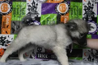 Conner, a male Keeshond for sale in Trenton, MO – 9 of 9