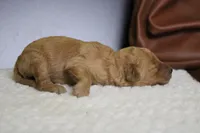 Ravioli , a male Miniature Goldendoodle for sale in Trenton, MO – 5 of 7
